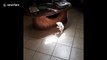 Adorable kitten tries to catch ray of sun