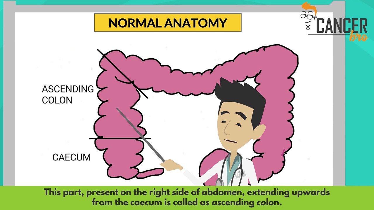 Human colon anatomy