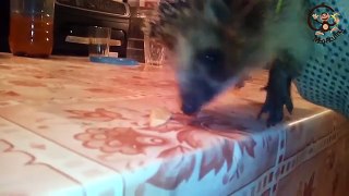 Забавные зверюшки. Ёжик / Funny little animals. hedgehog