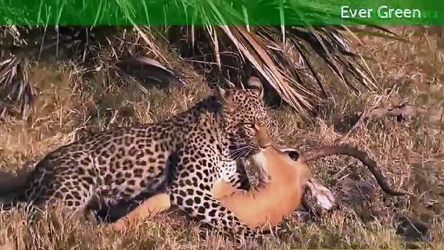 Elephant Saved Buffalo From Lion | Animal Saves Compilation