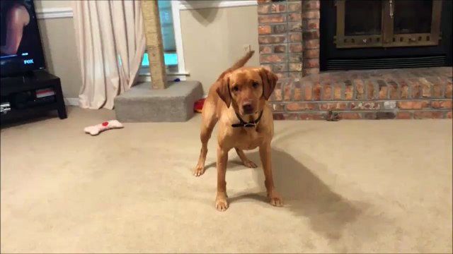 Comment occuper à la fois son chien et son chat