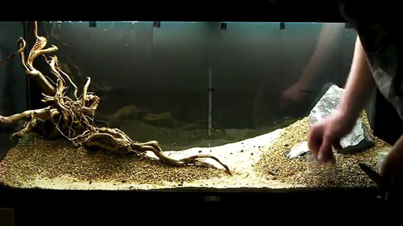 Aquarium Setup - Aquascape - Step by Step and Final Product - Live Planted Fish Tank