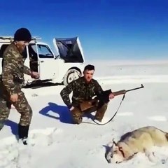 Don't touch the wolves even when they sleep!