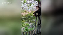 Monkeys swoop into Canadian tourists' hotel room to feast on snacks