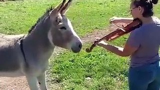Donkey Loves Sound of Violin