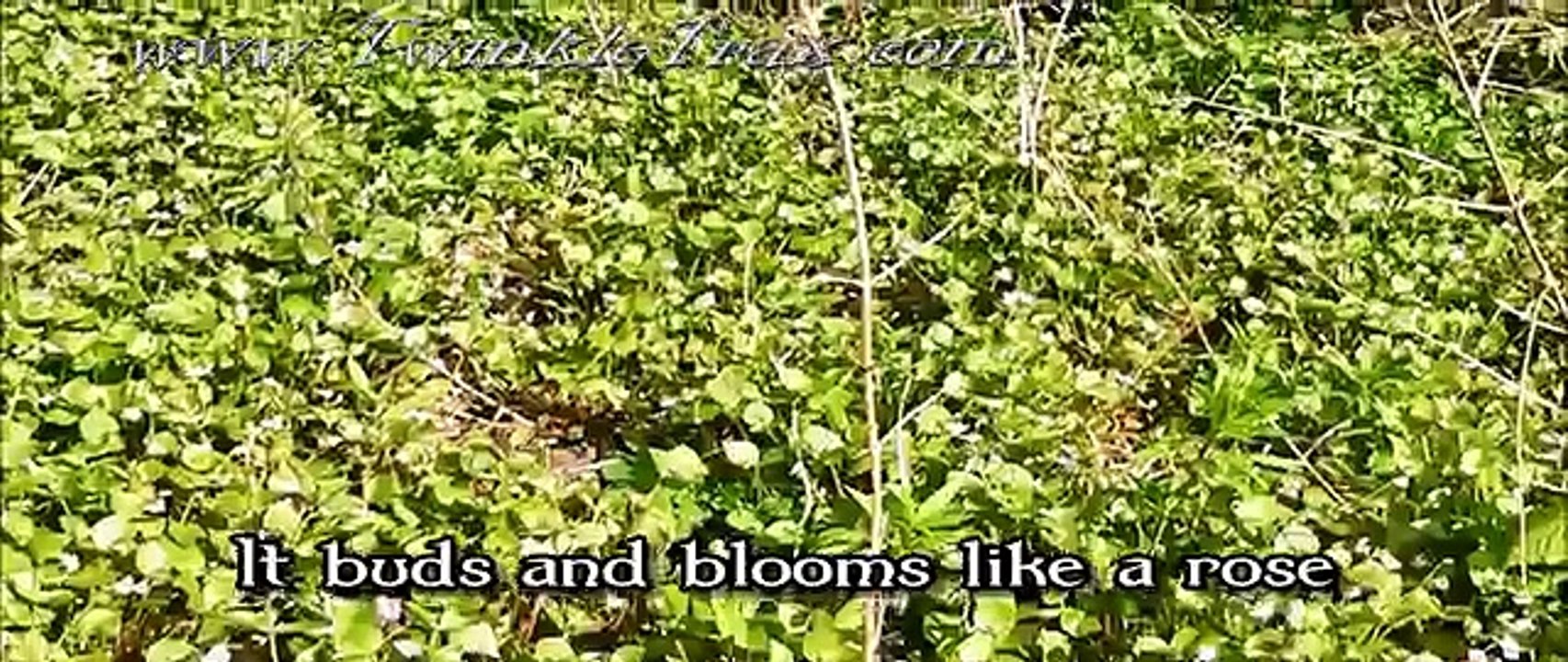 The Water Is Wide (O Waly, Waly) - Lullabies and Kids Songs from TwinkleTrax