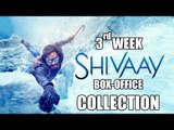 Ajay Devgn's Shivaay - 3rd Weekend Box Office Collection