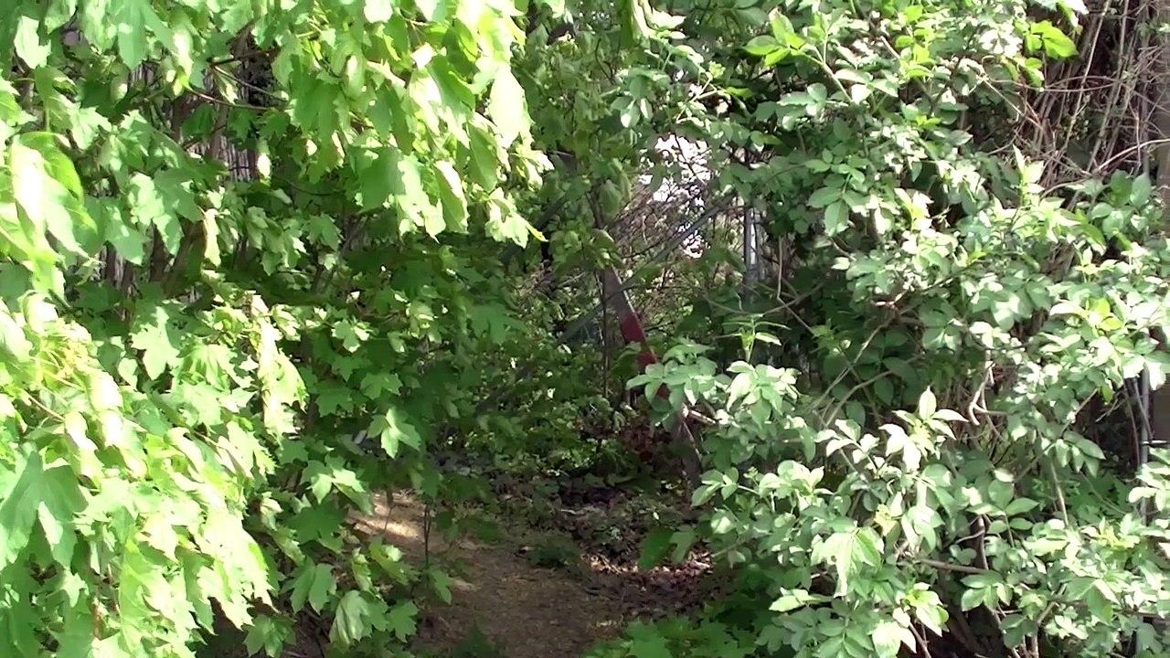 Stadtwildnis und Naturerleben rund um Neuleopoldau