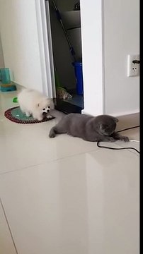 Un chien tire un chat par la queue