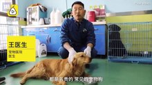 Cachorro "chora" de felicidade depois de ser resgatado de um mercado de carne na China
