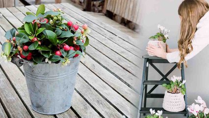 Home Decor with Plants | पौधों से कुछ इस तरह सजाएं अपना घर | Boldsky