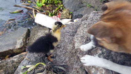 Duck and Dog Make Unlikely Friends