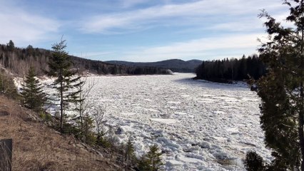 Deer Stranded on Frozen River