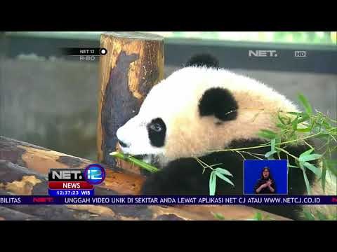 Kebun Binatang di Tiongkok Lakukan Sayembara Memberikan Nama Panda - NET 12