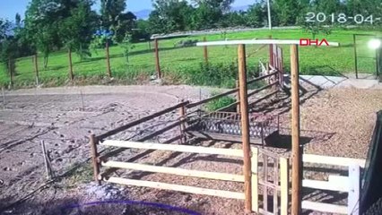 Denizli-Koyuna Saldıran Köpek Kamerada