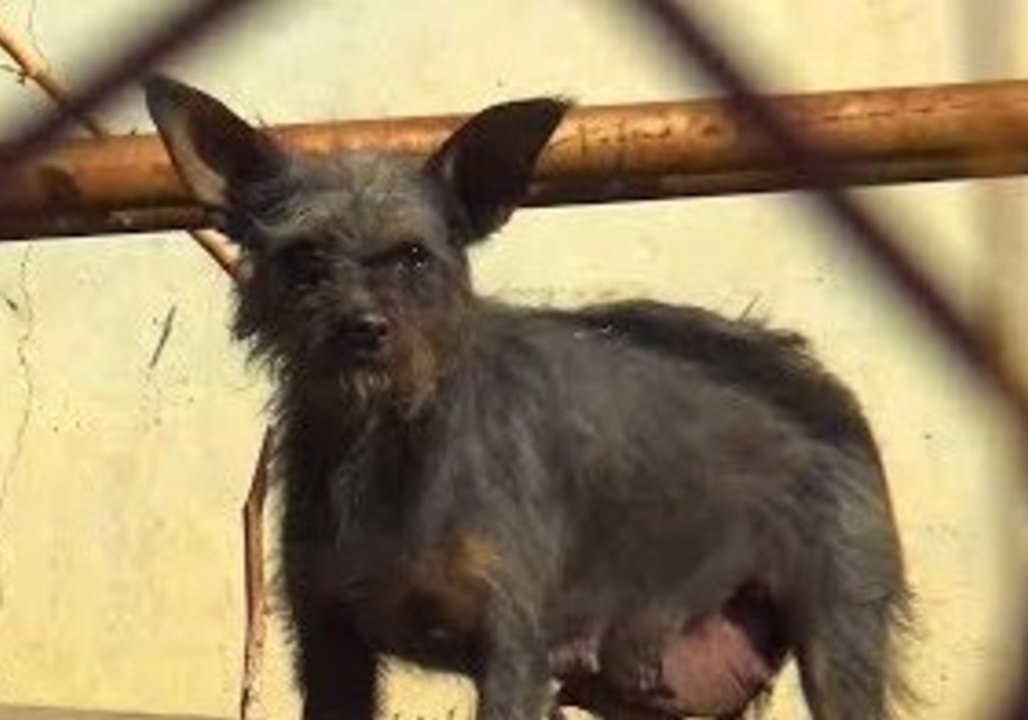 Dog Who Gave Birth Near Electrical Power Lines is Rescued With Her Pups