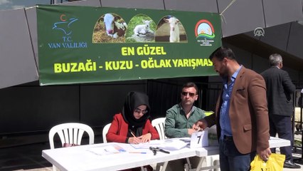 'En güzel kuzu, oğlak ve buzağı' yarışması - VAN