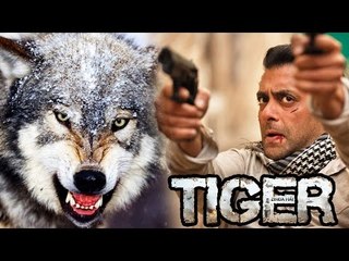 Salman Khan's LIFE THREATENING STUNT With WOLVES In Tiger Zinda Hai
