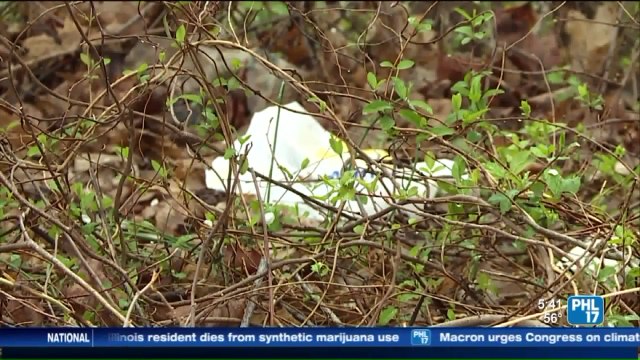 Emaciated Dog Left to Die on Side of Pennsylvania Road
