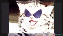 Cats With Boobs - #Car - @Funny - #Crash - @Crazy, @2018 - #2018 - #Compilation