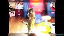 The  Eventual Cats Walking Like Humans Compilation - #Car - @Funny - #Crash - @Crazy, @2018 - #2018 - #Compilation