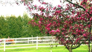 Quarter Moon Acres Equine Assisted Therapy Center