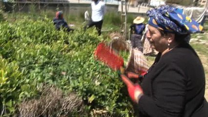 Çay alım sezonu açıldı, üreticiler çaylığa girmeye başladı