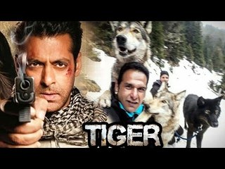 Salman Khan's DANGEROUS FIGHTING With WOLVES In Tiger Zinda Hai - WATCH
