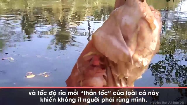Đoạn clip cá trê rỉa sạch con gà sống trong tích tắc hút gần 2 triệu lượt xem
