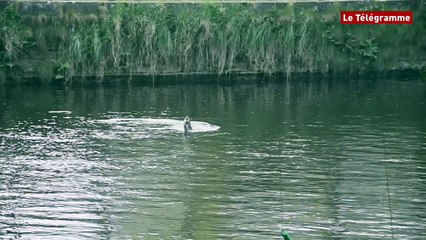 Lannion. Un cormoran et sa proie font le spectacle dans le Léguer