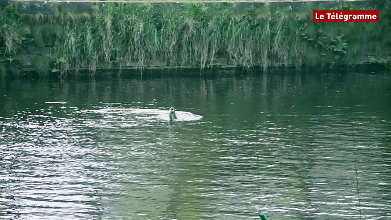 Lannion. Un cormoran et sa proie font le spectacle dans le Léguer