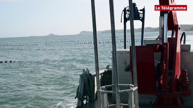 Baie de Saint-Brieuc. Les éleveurs de moules préparent la saison