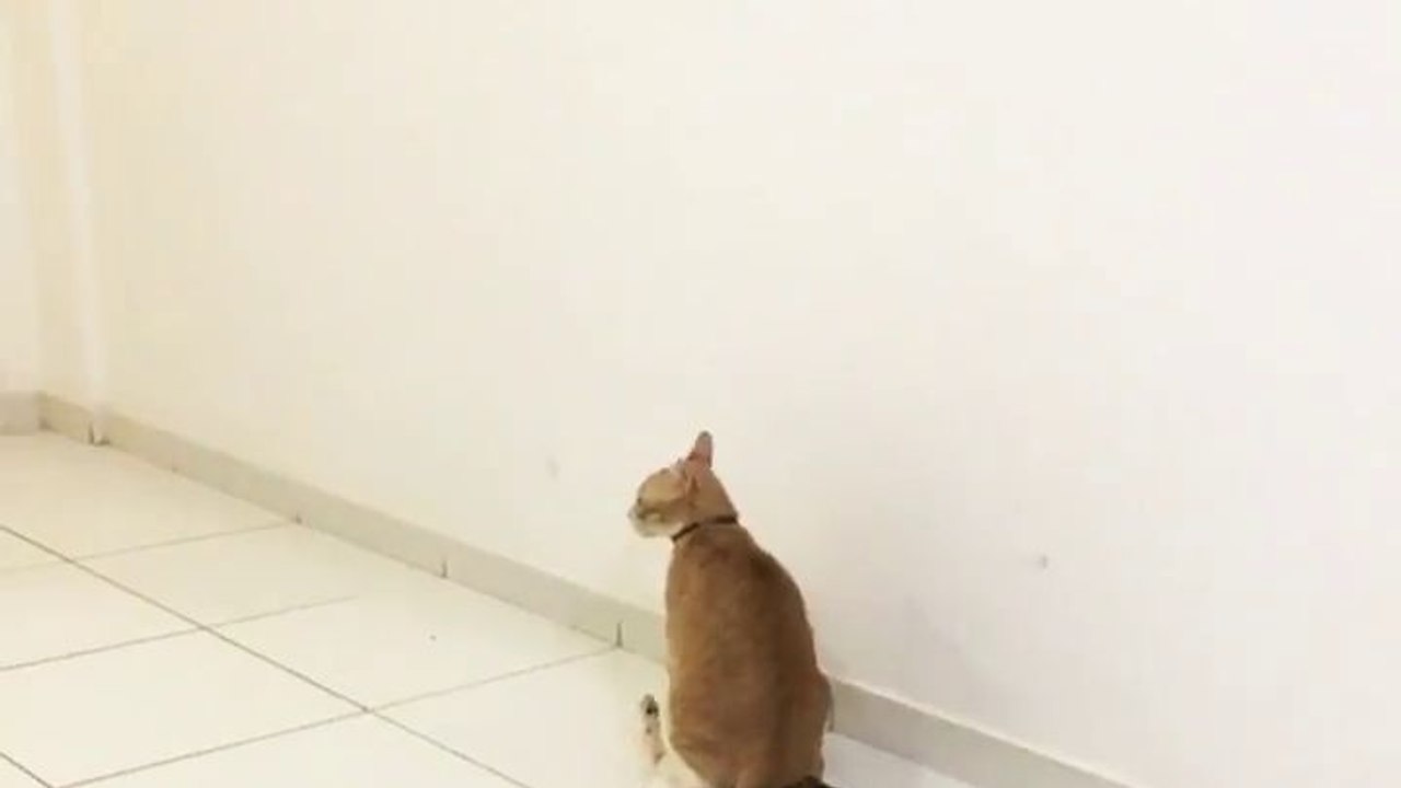 Un chat assis sur un autre chat