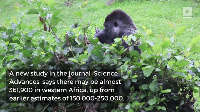 New Study Reveals There Maybe Twice as Many Gorillas Than Previously Thought