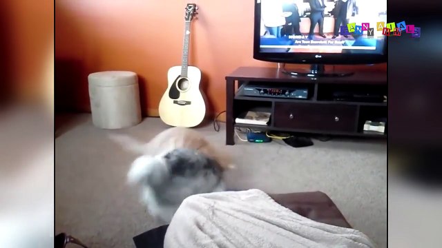 Приколы с животными смешные кошки и собаки. Угарные животные. ДО СЛЁЗ #3