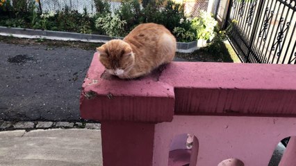 Ultra Playfull Ginger Cat - Extreme Sports