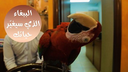 الببغاء الذي سيغير حياتك