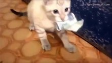 cute pets stealing money and don't give them back