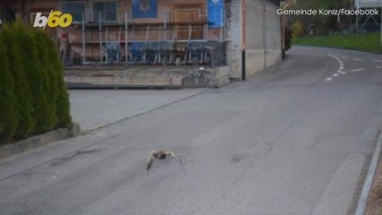 This Duck Was Caught Flying Over The Speed Limit