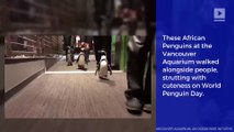 Penguins Strut With Attitude Down Aquarium Hallway