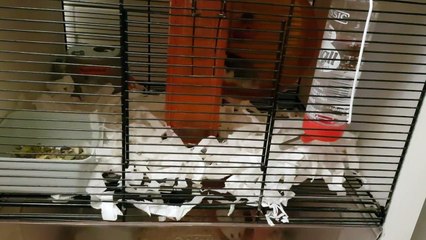 Pet VLOG: New Hamster Cage for Frost and Chase!!! 