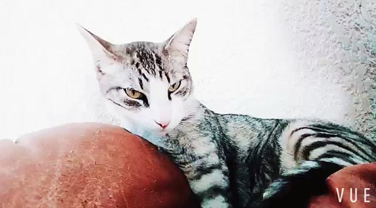 Funny pet video