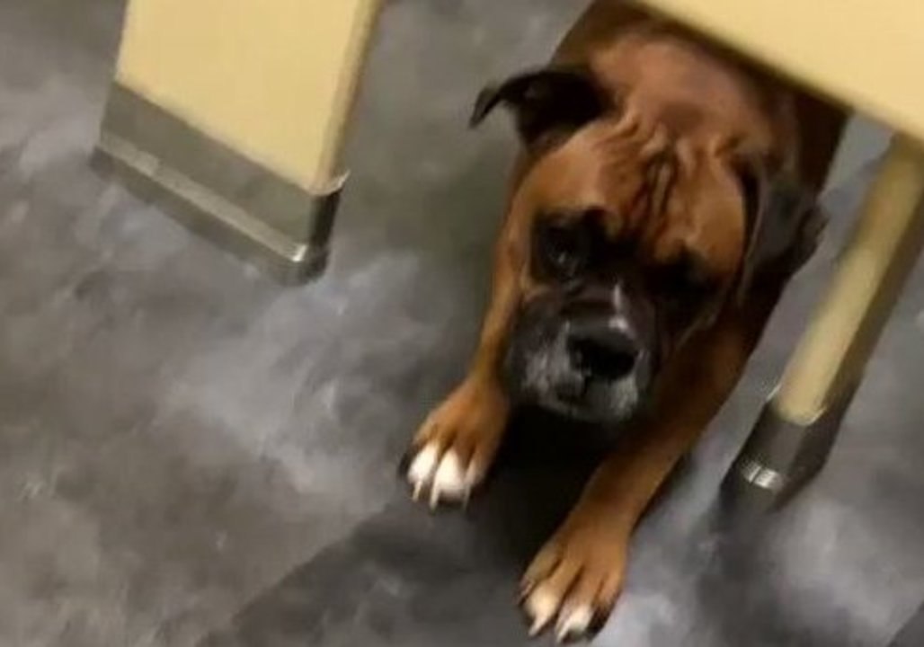 This Dog May be the Most Welcomed Bathroom Intruder