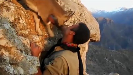 Cette chèvre sauvage bloque le passage à cet homme qui escalade la montagne