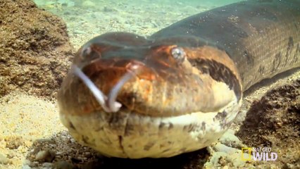 Cet anaconda géant s'en prend à un alligator qui ne peut rien faire