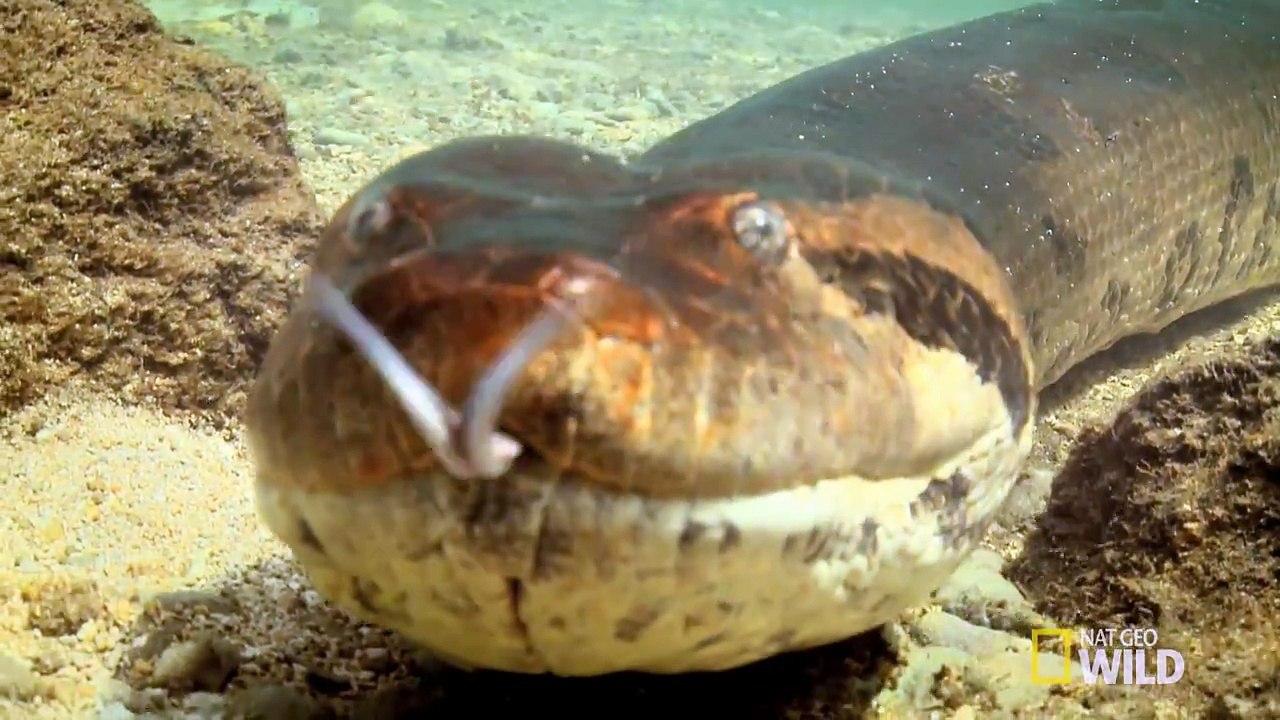 Cet anaconda géant s'en prend à un alligator qui ne peut rien faire