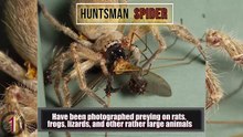 Deadly Venomous Spider You Should Beware|Don't Go Close