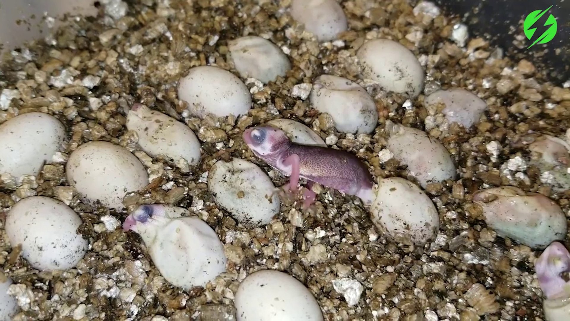 Un bébé caméléon sort de son oeuf. Moment adorable et incroyable ...