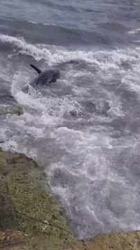 Ils voient un thon s'échouer dans les rochers à cause des vagues