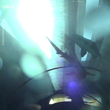 Ce toboggan incroyable passe sous un aquarium, entre les raies, requins et autres animaux marins incroyables
